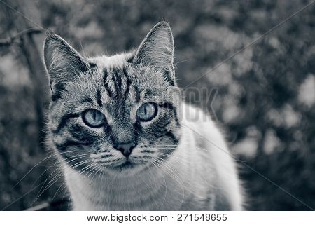 Look Of A Lying Cat Face Muzzle Black And White