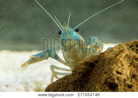 Portrait Of European Crayfish, Astacus Astacus Traditional Food