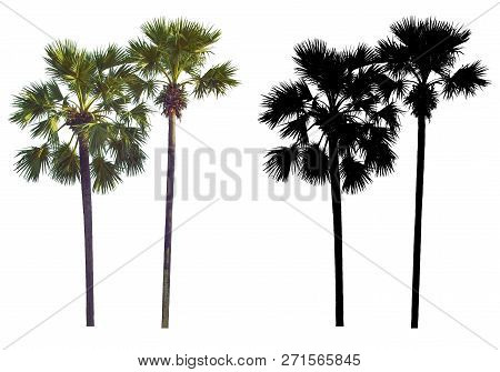 Two Tall Palmyra Palm Trees With Black Alpha Mask Isolated On White Background.