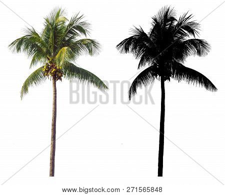 A High And Tall Coconut Palm Tree With Black Alpha Mask Isolated On White Background.