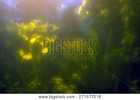 Blurred Vegetative Background - Golden Sunlight On Tropical Foliage In Foggy Dark Undergrowth