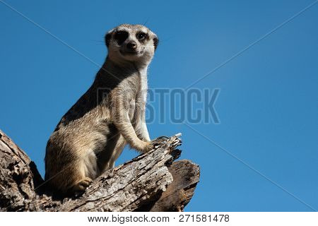Meerkat, Aka Suricate, Sitting Upright On The Tree Trunk And Watching Around On Alert