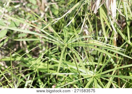 Umbrella Papyrus (cyperus Alternifolius)