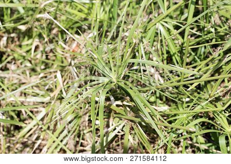 Umbrella Papyrus (cyperus Alternifolius)