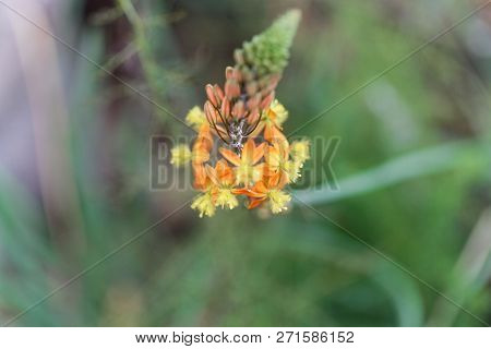 Flower Of Bulbine Frutescens.