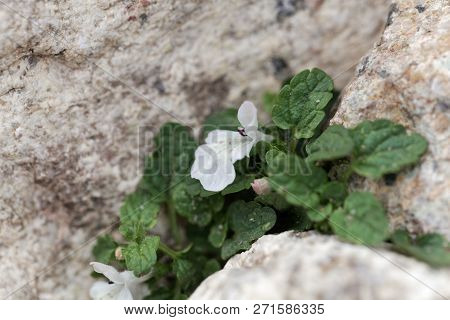 Flower Of The Hedgenettle Stachys Corsica