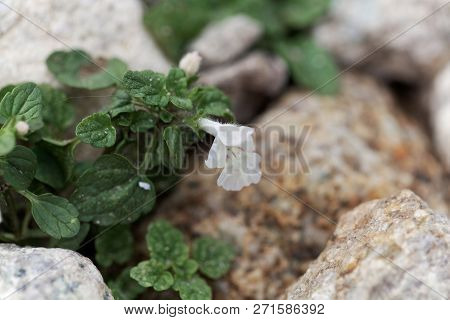 Flower Of The Hedgenettle Stachys Corsica
