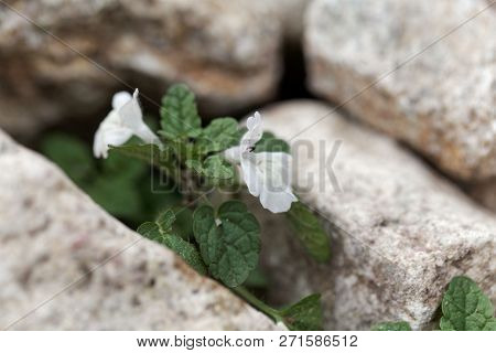 Flower Of The Hedgenettle Stachys Corsica
