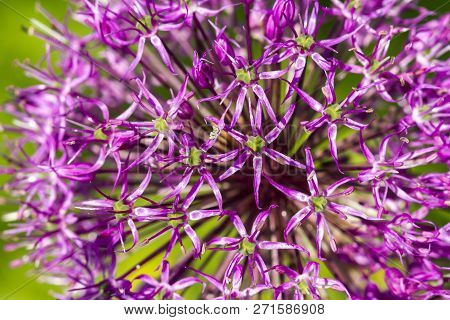 Purple Blooming Ornamental Onion On Green Background, Macro Image
