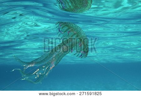 Pelagia Noctiluca Jellyfish Swims In The Italian Sea Of Elba Island