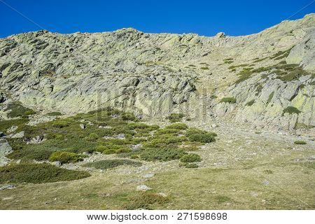 Padded Brushwood (cytisus Oromediterraneus And Juniperus Communis) Next To The Pico Del Nevero (snow
