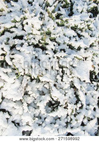 The Texture Of Many Covered Snow Branches Of Green Coniferous Tree In Daylight