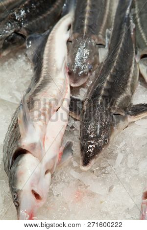 Fish Market, Fresh Fish In Street Market, Fresh Fish, Social Issue, Fish Market Street Market