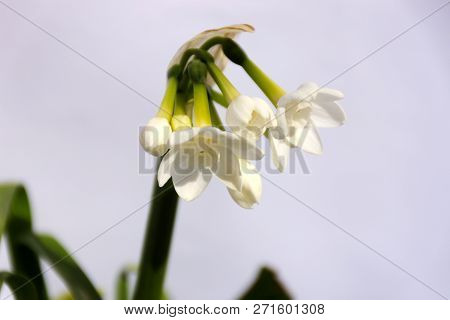 Small White Narcissus On A White Background.