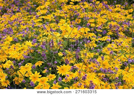 Yellow And Violet Flowers