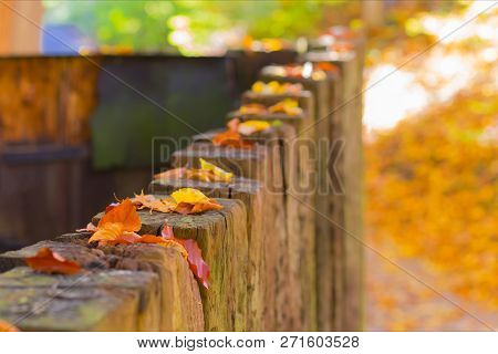 Beautiful Autumn Landscape With Yellow Trees And Sun. Colorful Foliage On Fence. Falling Leaves Natu