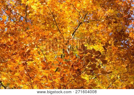 Autumn Leaves