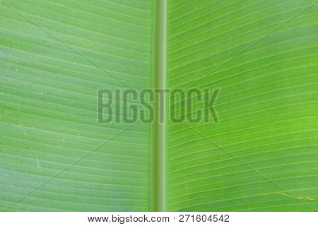Close Up Banana Green Leaf For Background Backdrop