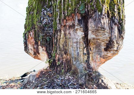 Beaver Damage To A Tree, Nature, Close-up