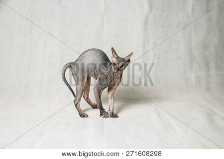 Naked Gray Sphinx Cat Plays And Runs On A White Background