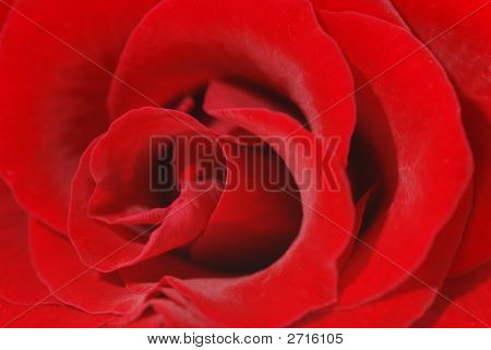 Red Rose Texture