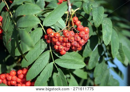 Many Ashberry With Leafs On Sky Background