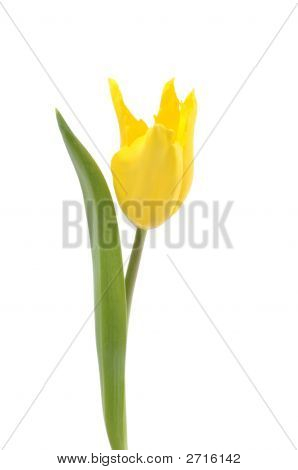 Yellow Tulip