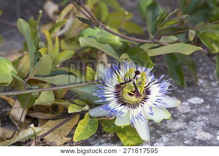 Fetid Passionflower, Scarletfruit Passionflower, Stinking Passionflower (passiflora Foetida)