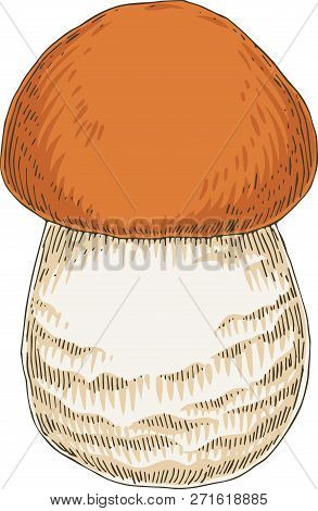 Boletus Edible Mushroom. Hand Drawn Illustration. Isolated Object