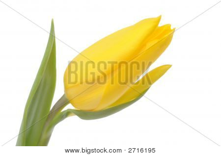 Yellow Tulip
