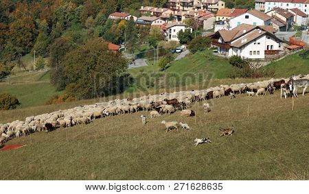 Large Flock Of Sheep Grazes In The Mountains