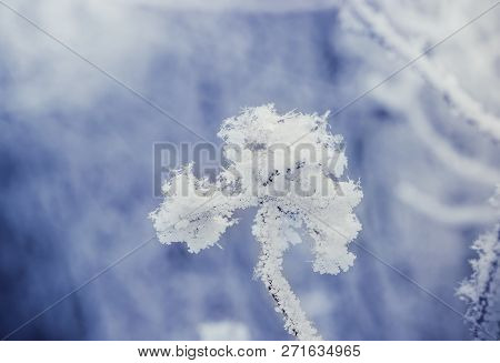 Sprig Puzyreplodnika Kalinolistnogo, Physocarpus Opulifolius Clear Winter Day. Shallow Depth Of Fiel