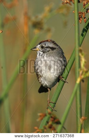 A Swamp Sparrow, Melospiza Georgiana On A Green Branch In A Field In Florida