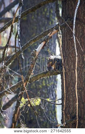 Douglas Squirrel Or Chickaree Eating Pine Cone In California Forest.