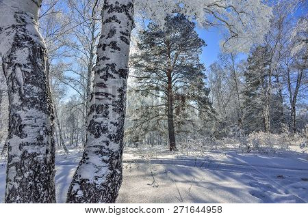 Winter Forest With Snow And Hoarfrost Covered At Bright Sunny Weather And Ski Trace On A Glittering 