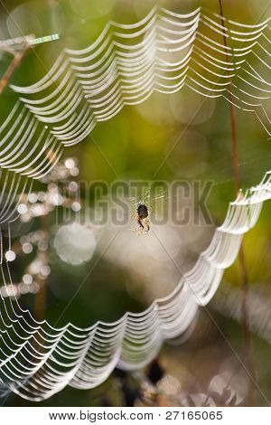 Spider in the web covered with morning dew