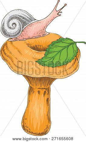 Composition With Saffron Milk Cap With Snail And Green Leaf. Hand Drawn Illustration. Isolated On Wh