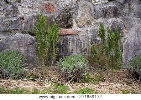 View Of Rosemary And Lavender In The Bed Flower