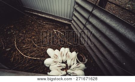 White Bunny Sitting On A Downed Tree, Rabbits On Top
