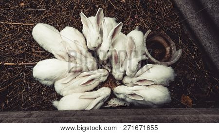 White Bunny Sitting On A Downed Tree, Rabbits On Top