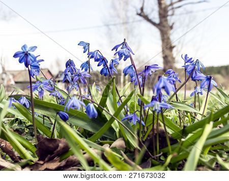 Beautiful Spring Snowdrops Proleski Blue A Lot Of