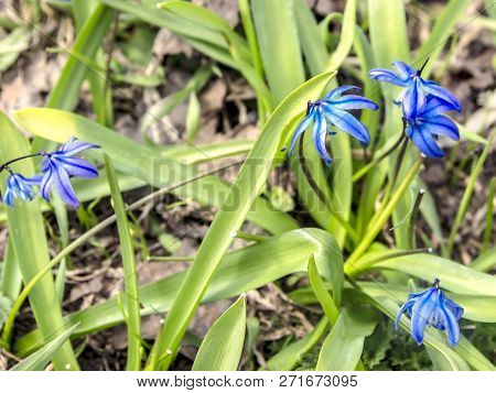 Beautiful Spring Snowdrops Proleski Blue A Lot Of