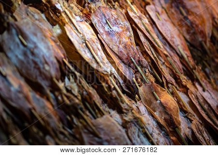 Food Background Dry Squid Thailand Street Food Display
