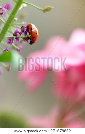 Red Beetle On A Flower Close-up / Lady-beetle In The Garden