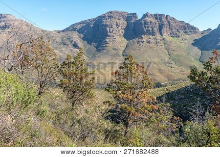 Endangered Clanwilliam Ceder Trees On Trail To The Middelberg Waterfall At Algeria In The Cederberg 