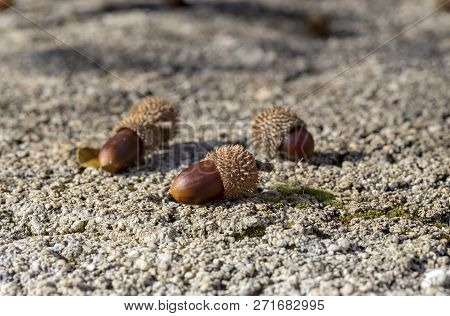 Kermes Oak (quercus Coccifera) Is A Evergreen Shrub Native To Mediterranean Basin. Acorns Detail.