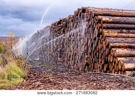 Wood Yard Business. Wood Stacked Outdoors. Concept Forest Industry Environment.
Felled Tree Trunks A