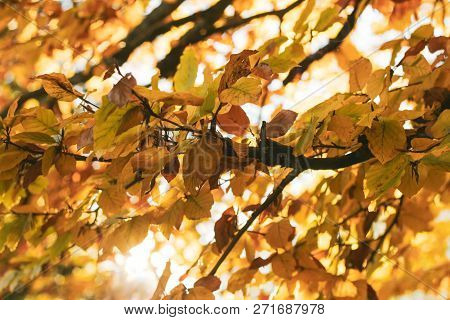 Bright Autumn Background With Orange Leaves Mess Of Elm Or Birch In Sun Beams. Sunny Orange And Yell