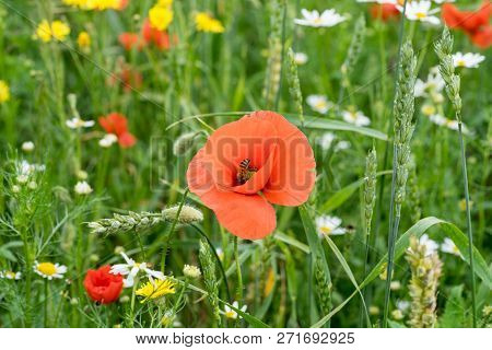 Red Long-headed Poppy Field, Blindeyes, Papaver Dubium. Blooming Flower In A Natural Environment