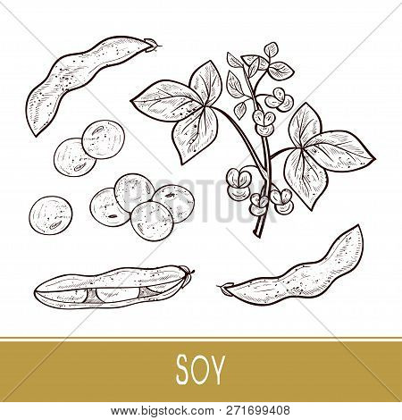 Soy. Plant. Stem, Leaves, Flowers, Fruit. Sketch. Monophonic. Set